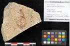 Foto (Objekt + Etikett) von Quercus palaeoilex Ettingshausen (NHMW-GEO-2024-0188-6367)